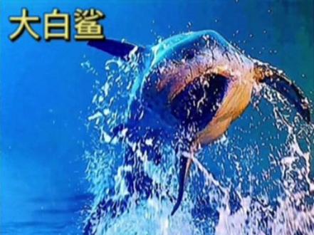 海洋动物视频大全鲨鱼 8f84e898a10025cf635d2f39f1814519~tplv-dy-resize-origshort-autoq-75:330.jpeg?biz_tag=pcweb_cover&from=3213915784&s=PackSourceEnum_MIX_AWEME&sc=cover&se=false&x-expires=2007090000&x-signature=PhazSIKzgpcNyv%2FTPks1uHq9VKg%3D