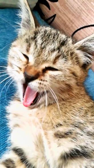 风油精的10大妙用价格 23fa0c0f68464826acd1e1e2cf38adb1_1695974653~tplv-dy-resize-origshort-autoq-75:330.jpeg?biz_tag=pcweb_cover&from=3213915784&s=PackSourceEnum_AWEME_DETAIL&sc=cover&se=false&x-expires=2011366800&x-signature=q3wYxVtE5pQwOS6siKFvp2BAPCI%3D