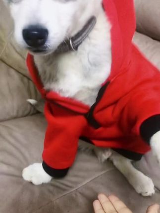 菲欧娜扮演者 3cc9127dfbb348e19f72868088bc64fc_1645262583~tplv-dy-cropcenter:323:430.jpeg?biz_tag=pcweb_cover&from=3213915784&s=PackSourceEnum_PUBLISH&sc=cover&se=true&sh=323_430&x-expires=1986584400&x-signature=g3kgupXFvzY9Itk59D6DKVNJ%2B0I%3D