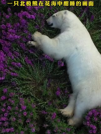 澎湃新闻直播 6ce1facb4a0a492983656c05361b5227~tplv-dy-cropcenter:323:430.jpeg?biz_tag=pcweb_cover&from=3213915784&s=PackSourceEnum_PUBLISH&sc=cover&se=true&sh=323_430&x-expires=1983722400&x-signature=TzSu33sWBI1ipQdHaDwquh449oE%3D