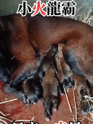 外网评论少年说 75026f68bb514648bd766f13b02ff4df_1672019879~tplv-dy-cropcenter:323:430.jpeg?biz_tag=pcweb_cover&from=3213915784&s=PackSourceEnum_PUBLISH&sc=cover&se=true&sh=323_430&x-expires=1987430400&x-signature=do5zwZskrADr4cNzDQ%2BB7DFStVk%3D