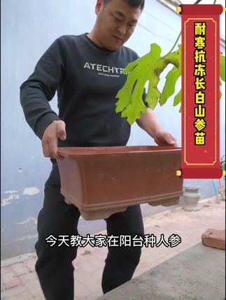 山上人参种植方法 76b94c9bae3b48dc921a8ca5ab3bad4f~tplv-dy-cropcenter:323:430.jpeg?biz_tag=pcweb_cover&from=3213915784&s=PackSourceEnum_PUBLISH&sc=cover&se=true&sh=323_430&x-expires=1986285600&x-signature=TLYZ12s2%2Bk0P7KUxwku9sYXVHOY%3D