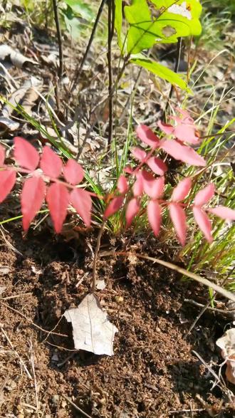 灯笼制作手工图片 97bc367432fb40ebb48b5c0b22036675_1694738363~tplv-dy-resize-origshort-autoq-75:330.jpeg?biz_tag=pcweb_cover&from=3213915784&s=PackSourceEnum_AWEME_DETAIL&sc=cover&se=false&x-expires=2012097600&x-signature=FNY9z0L1Xcr897sHbwqItiRgbqY%3D