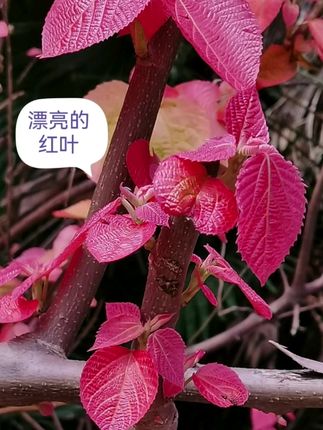 飞蛾扑火什么梗 a2e9113d653941d182cccffe2f9113b5_1649147179~tplv-dy-cropcenter:323:430.jpeg?biz_tag=pcweb_cover&from=3213915784&s=PackSourceEnum_PUBLISH&sc=cover&se=true&sh=323_430&x-expires=1982145600&x-signature=b8rlQ0jVaptgNtaR0o9ooawRRXw%3D