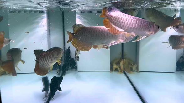 古风歌曲有哪些合集 oAiAgBbdyXAX6xNWBHfhg8zEAaAexioIEHNzCv~tplv-dy-resize-origshort-autoq-75:330.jpeg?biz_tag=pcweb_cover&from=3213915784&s=PackSourceEnum_AWEME_DETAIL&sc=cover&se=false&x-expires=2008875600&x-signature=zWubvjERRzjE7CGdyHkZbPGyIAQ%3D