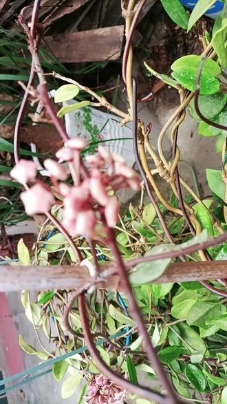 灯笼手工制作视频大全 oIbJKi7fBnnfP6gDZQ8HPQ3fBAGNgAC5SOJE1A~tplv-dy-resize-origshort-autoq-75:330.jpeg?biz_tag=pcweb_cover&from=3213915784&s=PackSourceEnum_AWEME_DETAIL&sc=cover&se=false&x-expires=2012245200&x-signature=Cuy%2Fg%2FXhJ%2BDyewnoB1xsd30%2BDQA%3D