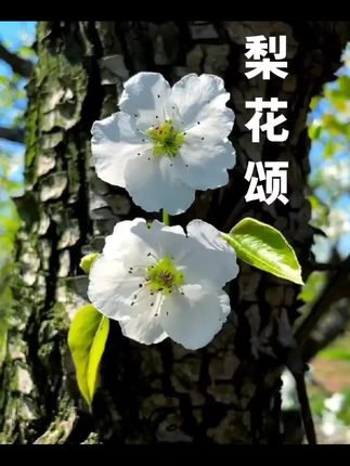 乒乓球大满贯赛是什么 oQNyRyTAAABhkWg1Pdz8NyI0CE9OaRe2KfFAIo~tplv-dy-cropcenter:323:430.jpeg?biz_tag=pcweb_cover&from=3213915784&s=PackSourceEnum_PUBLISH&sc=cover&se=true&sh=323_430&x-expires=1994245200&x-signature=bPHqJeMlIHR554iSFGYruM1WRKo%3D