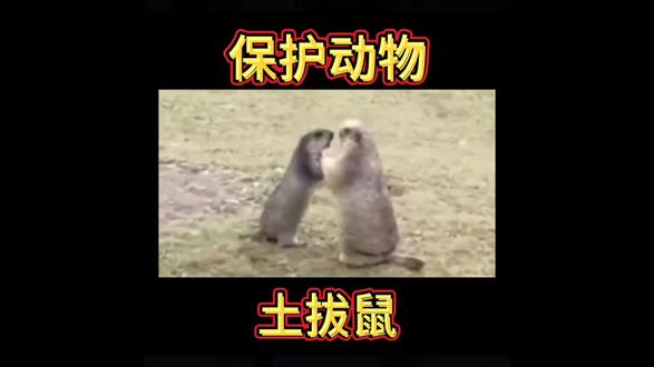 企鹅纪录片动物世界 oQOI59ExAn9HPCJe0UewgdQD9AanBUrbA1Blrv~tplv-dy-resize-origshort-autoq-75:330.jpeg?biz_tag=pcweb_cover&from=3213915784&s=PackSourceEnum_AWEME_DETAIL&sc=cover&se=false&x-expires=2011957200&x-signature=BNNMP1G7jFliA9pBz8wZFeq23n8%3D