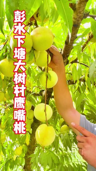 蜜蜂几月取蜂蜜 oYfeuBCqE37aLkQLBbTN4IB3JYqGpnoWeFDAAB~tplv-dy-resize-origshort-autoq-75:330.jpeg?biz_tag=pcweb_cover&from=3213915784&s=PackSourceEnum_AWEME_DETAIL&sc=cover&se=false&x-expires=2010736800&x-signature=MS99wpwLg2%2Ft094YcuT3dj8o%2Bk8%3D