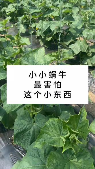 火龙果种植方法图解 ognezgAfbAISC83HEn7Jr2CkjDBEeBjMJoAQpR~tplv-dy-resize-origshort-autoq-75:330.jpeg?biz_tag=pcweb_cover&from=3213915784&s=PackSourceEnum_AWEME_DETAIL&sc=cover&se=false&x-expires=2012148000&x-signature=uxWjHaREl0hcqba0yAvx4p2OQSs%3D