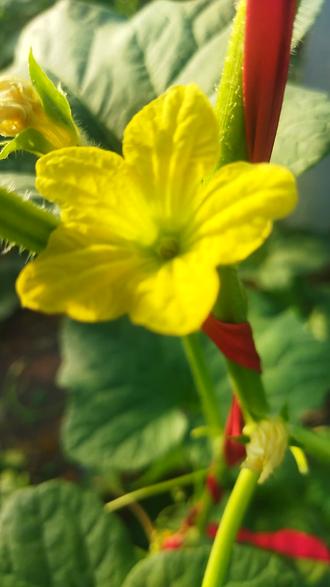 搭建游戏直播 okzEZ5URAzKhpCUMq5fsgRIheANFBinNAQByah~tplv-dy-resize-origshort-autoq-75:330.jpeg?biz_tag=pcweb_cover&from=3213915784&s=PackSourceEnum_AWEME_DETAIL&sc=cover&se=false&x-expires=2010715200&x-signature=lgLCdGxsyA8B3u4oKUC9Wkvb51U%3D