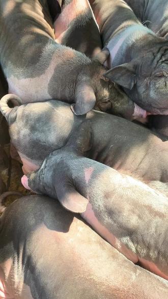 13pro和13pro max电容量对比 owKAgIDEr85cABCJelf99RgrpDEMbA4nIgqphr~tplv-dy-resize-origshort-autoq-75:330.jpeg?biz_tag=pcweb_cover&from=3213915784&s=PackSourceEnum_AWEME_DETAIL&sc=cover&se=false&x-expires=2012230800&x-signature=SkTIaytSH3Wk0AraRGBzBuJiz%2Bs%3D