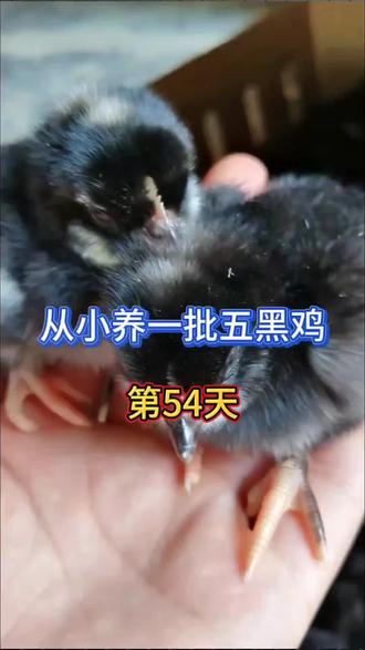 有没有推荐的恐怖悬疑小说 owiAB3bnEIYe77KBPPrmgPJD8C2ADDeHeCgKQA~tplv-dy-resize-origshort-autoq-75:330.jpeg?biz_tag=pcweb_cover&from=3213915784&s=PackSourceEnum_AWEME_DETAIL&sc=cover&se=false&x-expires=2011896000&x-signature=LVDP9BakAhPQf29Atz%2B22HIQrJE%3D