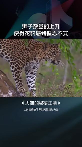 企鹅纪录片动物世界 okBk2BnOIABDkfEhbGAgQcneNiaWluQcxm39DJ~tplv-dy-resize-origshort-autoq-75:330.jpeg?biz_tag=pcweb_cover&from=3213915784&s=PackSourceEnum_AWEME_DETAIL&sc=cover&se=false&x-expires=2009278800&x-signature=VP8eTcNefO2aV2Zl6jnt7Ir7urM%3D