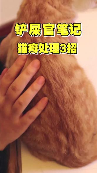 猫癣处理组合拳,最重要的还是【不放弃,不抛弃】!#猫