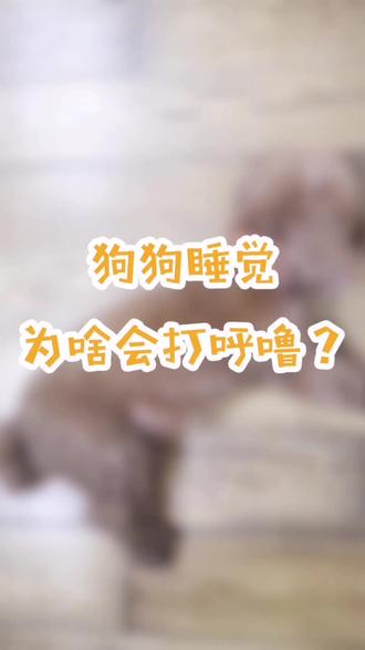 狗狗为什么也会打呼噜?那是因为……#狗 @抖音小助手
