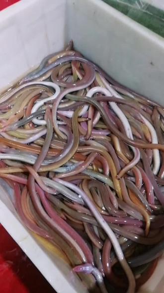 本地软骨大血鳗