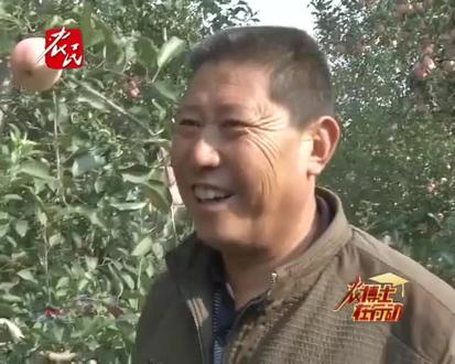 苹果套餐式管理办法,亩收五万不是梦