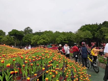 踏青赏花:和家人一起到青秀山看郁金香,满园春色,五彩缤纷 #广西 #南宁 #青秀山 #郁金香花海 #春游