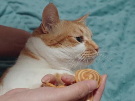 没有奶奶就没有杀害。#猫耳朵 #缅北不是天堂 #猫猫园区 #猫咪的迷惑行为