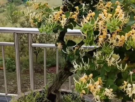 我家一盆金银花的二次修剪 盆景制作 @DOU+小助手