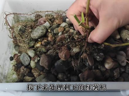 【鱼缸种红薯】我在鱼缸里种了棵红薯|鱼缸半年不换水的秘密