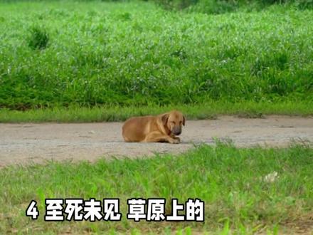 扎西解说,重返狼群 ,格林从未被狼群接受