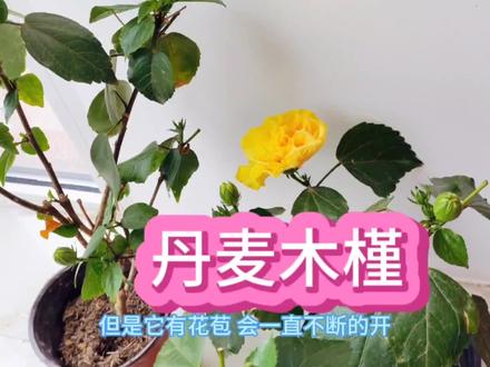 丹麦木槿养护小知识#我的花花草草🌸🌸
