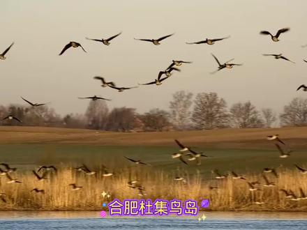 合肥公交今起恢复和调整5条线路#合肥 #城市建设 #交通安全 #公交车 #文明交通