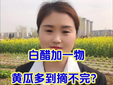 白醋加一物黄瓜多到摘不完到底加那一物#黄瓜#种黄瓜#黄瓜种植#黄瓜高产##新农人计划2026