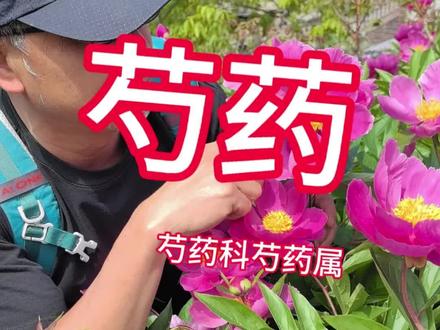 芍药‖芍药科芍药属#植物科普 #野花之约 #中草药知识新农人