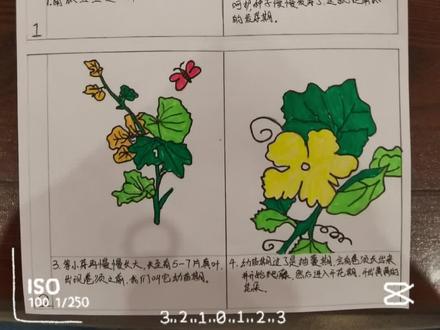 #南瓜的成长# 娃的作业,老母亲尽力了😭😭😭