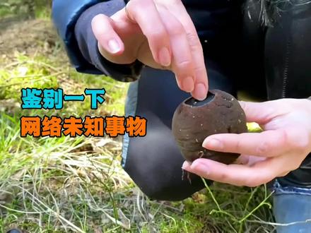 雪羊和羚牛长得像吗?为什么有朋友会认错它们!#羚牛 #雪羊 #重阳木锦斑蛾 #菌类 #涨知识