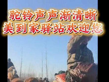 #东天山骆驼队 #义马 #酒店人 骆驼队在渑池义马停留的地段