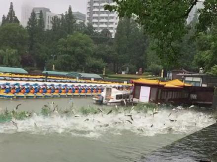 鱼群疯狂跳出水面,到底在怕什么? 鱼群疯狂跳出水面,到底在怕什么?#奇闻异事 #科普 #解说 #冷知识