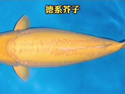 锦鲤品种介绍之:芥子#锦鲤 #水族 #鱼池 #好运 #鲤鱼 #鱼 #观赏鱼 #好运锦鲤 #钓鱼那些事 #萌宠#宠物#别墅