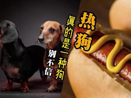 没用的知识又增加了“热狗”真的是一种狗 #腊肠犬 #热狗 #宠物知识 #没用的知识又增加了 #宠物狗
