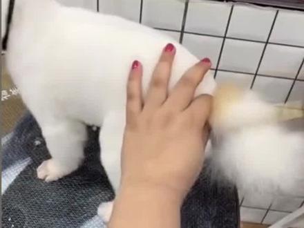 #萌宠成精了 #萌宠出道计划 #萌宠出道练习生 @沃德宠美-李老师♥️