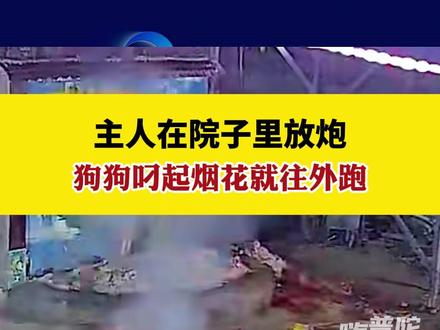 主人在院子里放炮,狗狗叼起烟花就往外跑