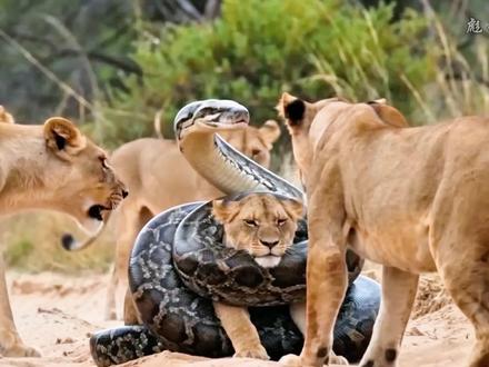 狮子救崽遭蟒蛇死缠,结局你绝对想不到!(内容由AI生成) #蟒蛇 #狮子 #动物世界 #动物科普 #神奇动物在抖音