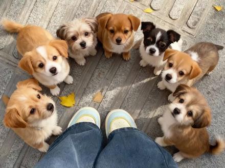 不要找了 你们要的小狗围坐一圈的保姆级ai指令和教程来了 小狗围坐一圈ai指令 #剪映图片设计 #小狗围坐一圈ai指令 #小狗开会特效 小狗围坐一圈ai指令动图 小狗围坐一圈ai特效 小狗围坐一圈ai指令 小狗围坐一圈ai教程 小狗围坐一圈ai指令教程 小狗围坐一圈ai 小狗围坐一圈ai特效怎么拍 #小狗围一圈ai指令教程 #小狗也怕数到三吗 ai小狗围成圈 小狗围坐一圈豆包ai指令 小狗围坐一圈图片 对脚俯拍照 俯拍小狗围一圈图片 小狗围一圈ai指令 狗狗生成跳舞 小狗也怕数到三吗 小狗围坐一圈ai特效 豆包小狗围一圈指令 小狗开会特效 小狗开会ai指令 小狗开会ai教程 ai生成毛孩子 小狗围圈视频 小狗围一圈动态图 小狗围圈口令 小狗开会特效 小狗围一圈豆包指令 幸福就是小狗围一圈 小狗围成一圈图片 小狗围绕指令ai 小狗围绕指令ai教程 ai小狗在脚边围成圈教程 小狗围圈口令 小狗围坐一圈ai指令 小狗围坐一圈ai指令教程 小狗围坐一圈ai特效 小狗围坐一圈教程 围一圈教程 小狗围坐一圈ai特效素材 小猫围一圈ai指令 小猫围坐一圈教程 小猫素材 ai小狗在脚边围成圈教程