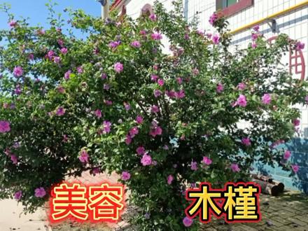 重新认识一下木槿吧,原来它的全身都是“宝”,涨知识了今天