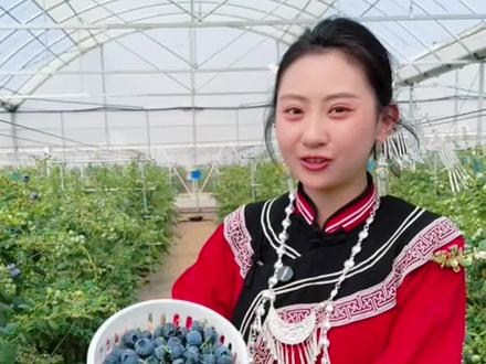云南蓝莓品种排名 蓝莓品种五花八门,我们应该怎么选择?#云南蓝莓 #蓝莓种植 #宝莓农业 #新农人计划 #知识分享