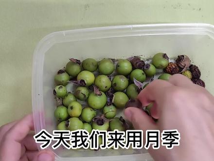 用月季种子繁殖,您可以创造独一无二的新品种,很有成就感哦 #月季种子 #月季种子繁殖 #月季