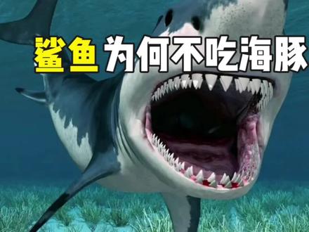 鲨鱼为何不吃海豚,还怕小小海豚不成?#海豚 #鲨鱼 #海洋动物