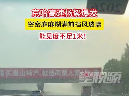 京哈高速杨絮爆发,密密麻麻糊满前挡风玻璃,能见度不足1米!