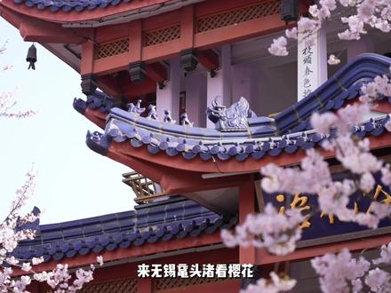 来鼋头渚看樱花再也不用担心堵车了!住进无锡君来湖滨饭店,水上专线直接秒入园~#无锡君来湖滨饭店 #江浙沪周边游 #无锡的春天从樱花开始 #鼋头渚住宿 #无锡樱花攻略