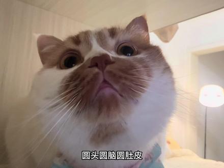 圆头圆脑圆肚皮 #萌宠出道计划 #vlog十亿流量扶持计划 #瓦瓦 #猫咪 #橘猫