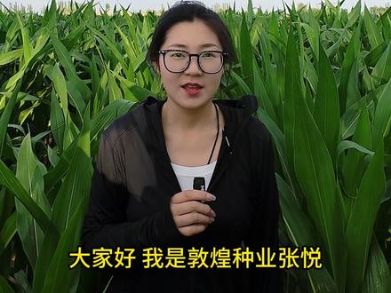 敦煌农艺大讲堂——玉米拔节期管理要点