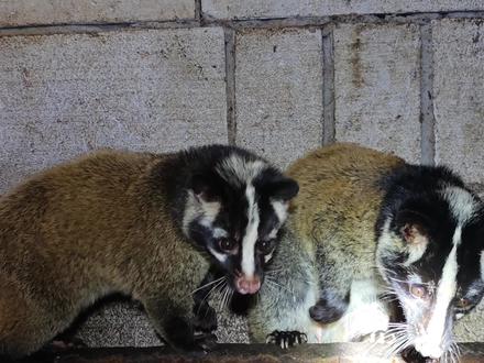 公狸确实厉害#果子狸 #果子狸养殖 #果子狸笼 #农村创业养殖 #果子狸种苗